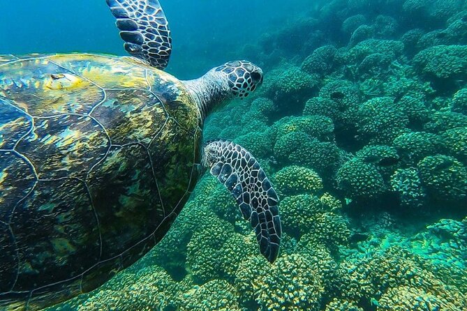 Full Day Dimaniyat Island Excursion - Why the Dimaniyat Islands make a strong Muscat day trip