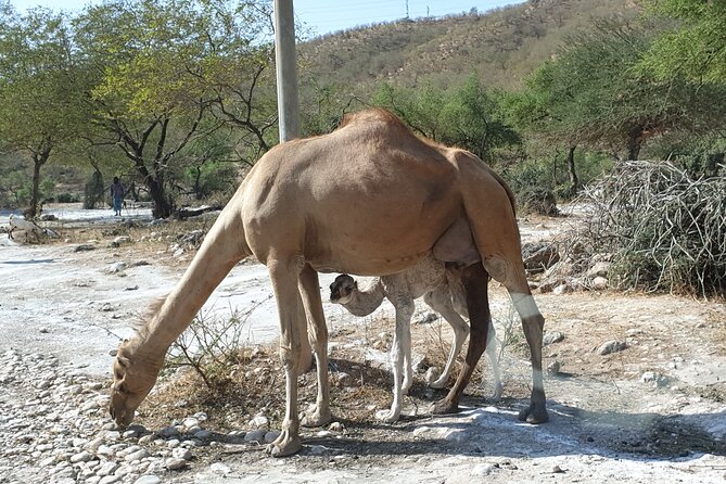 Full Day Guided Salalah a Combination of East and West tour - Why this east to west route works