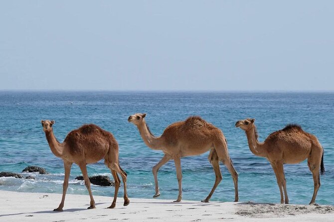 Full Day Guided Salalah a Combination of East and West tour - Taqah brings together village life and sea views