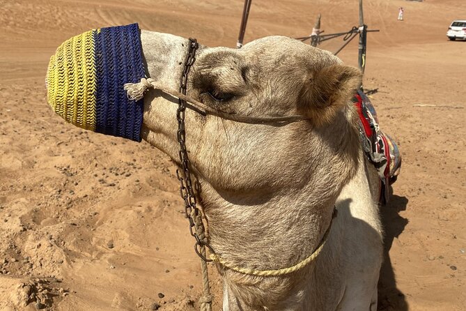 Full-Day Private Tour of Wahiba Sands Desert and Wadi Bani Khalid - Who will enjoy this day most