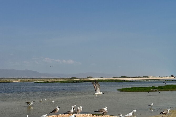 Historical Salalah City Tour - Watching birds at Dahariz lagoon