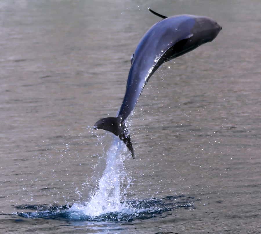 Khasab: Half-Day Dhow Cruise with Dolphin Watching - Food, drinks, and comfort on the dhow
