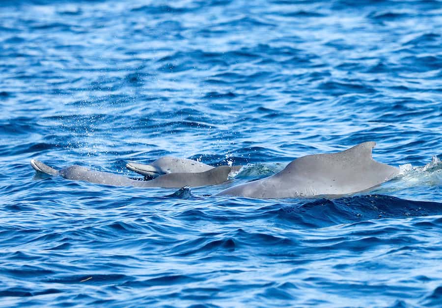 Khasab: Half-Day Dhow Cruise with Dolphin Watching - A few practical details that matter