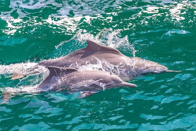 Khasab Musandam Full Day dhow cruise with lunch and Snorkeling - Watching for dolphins in Khor Sham