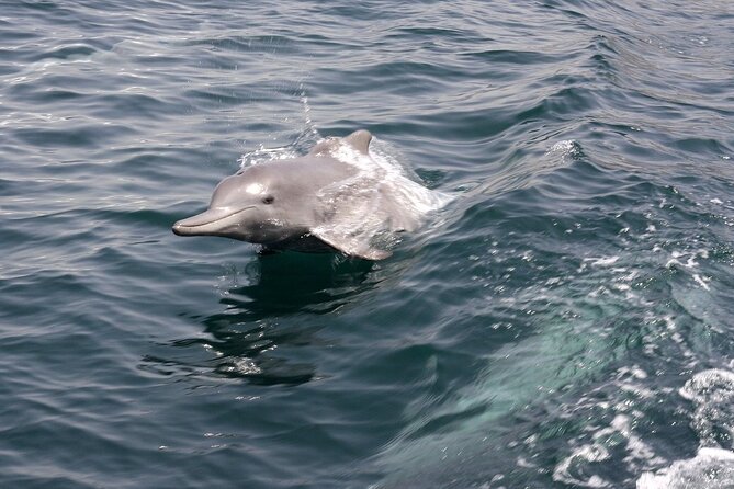 Khasab Musandam Half Day Dhow Cruise and Snorkeling Trip - How to Decide Before Booking