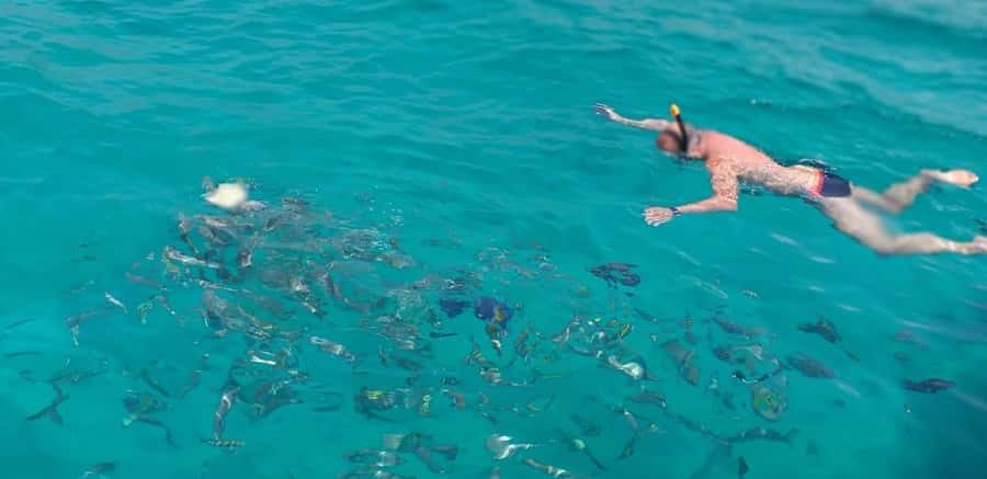 Khasab Musandam |Telegraph Island |Dhow Cruise | Dolphins - Why this Musandam cruise works so well