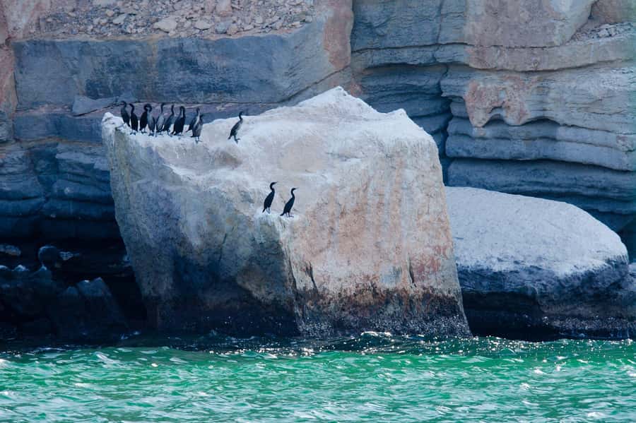 Khasab Musandam |Telegraph Island |Dhow Cruise | Dolphins - What the $51 price covers