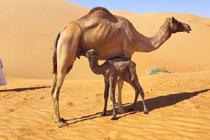 Luxury Overnight Desert Safari in Salalah - Sunset coffee, dates, and the best view of the day