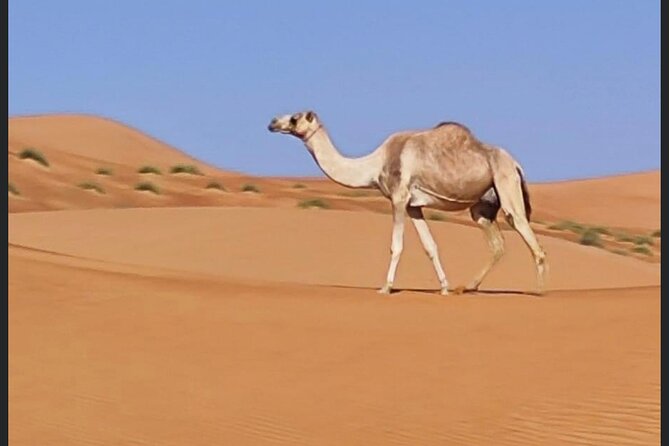 Luxury Overnight Desert Safari in Salalah - What the $245 price really buys you