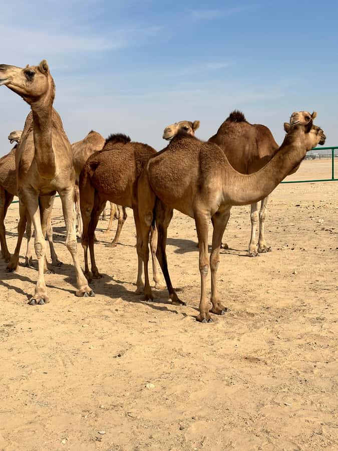 Luxury Sunset Desert Safari at Salalah Empty Quarter - Wadi Doka and Dhofar’s frankincense country