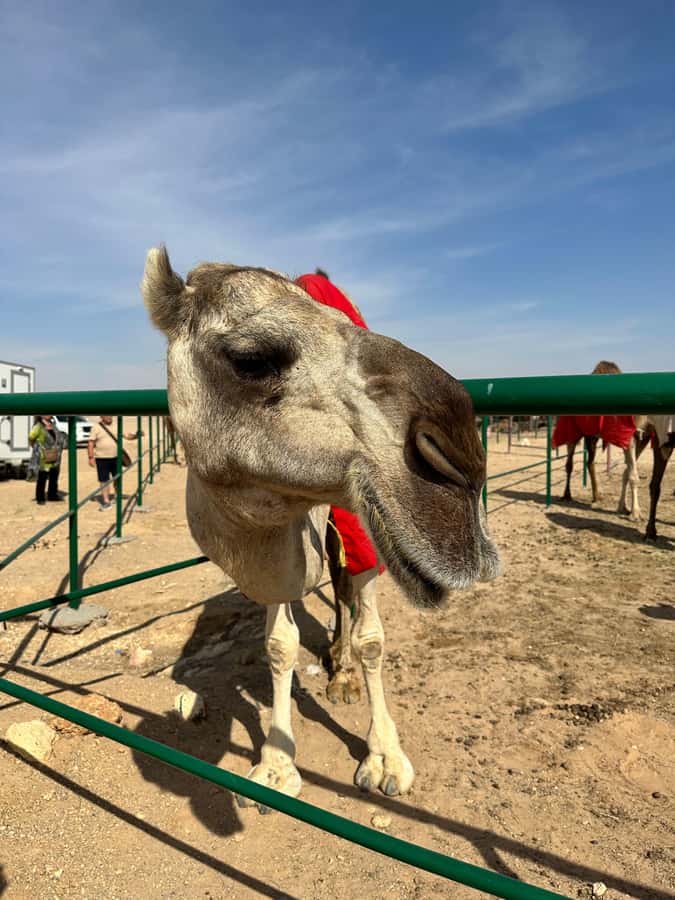 Luxury Sunset Desert Safari at Salalah Empty Quarter - The Land Cruiser makes a difference