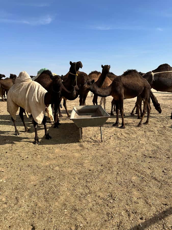 Magical Desert Safari By Land Cruise in Empty Quarter - Sand driving in a Land Cruiser