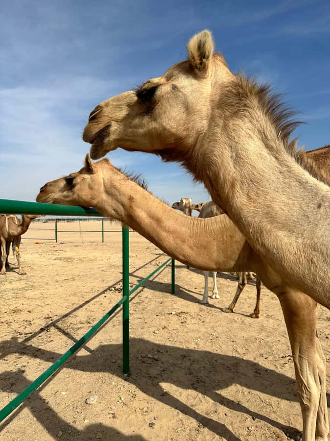 Magical Desert Safari By Land Cruise in Empty Quarter - Reaching the Empty Quarter’s giant dunes