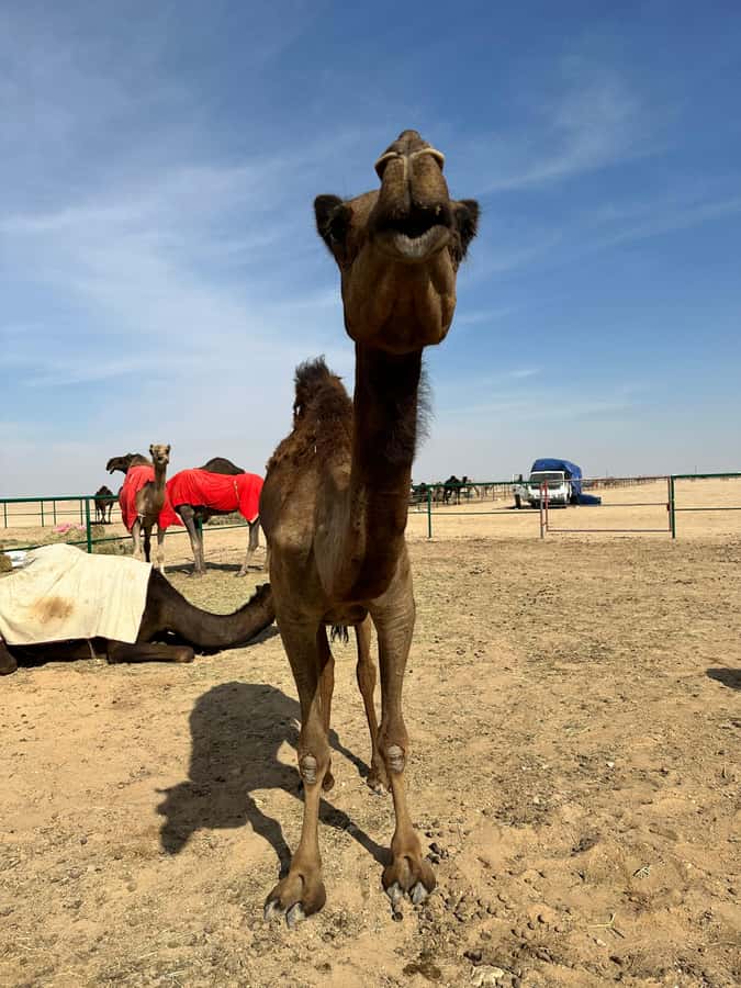 Magical Desert Safari By Land Cruise in Empty Quarter - Sunset with coffee, tea, dates, and soft drinks
