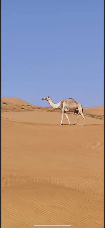 Magical Desert Safari By Land Cruise in Empty Quarter - What the $152 price gives you