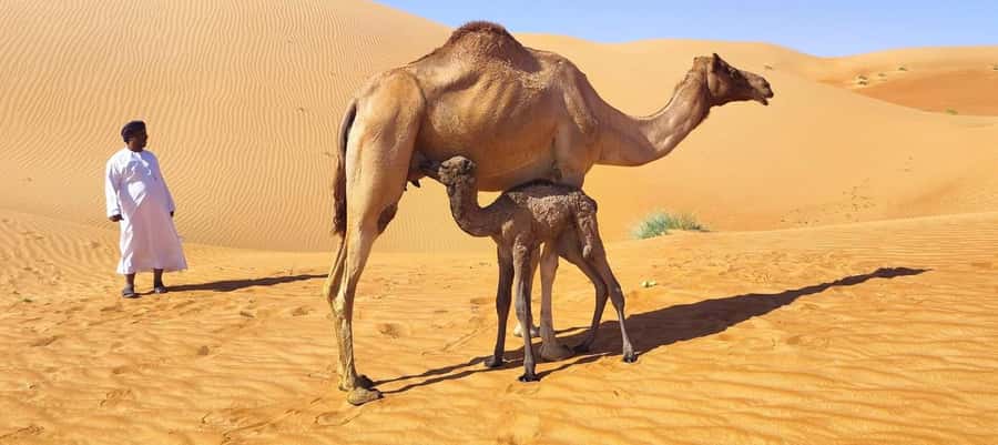 Magical Desert Safari By Land Cruise in Empty Quarter - A first look at Dhofar’s frankincense country