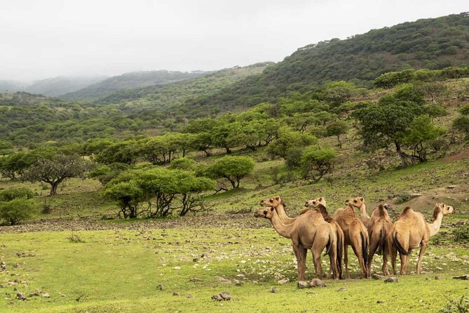 Mountain Safari, Camels, waterfalls & lunch (Group Tour) - Taqah Castle adds a small history stop