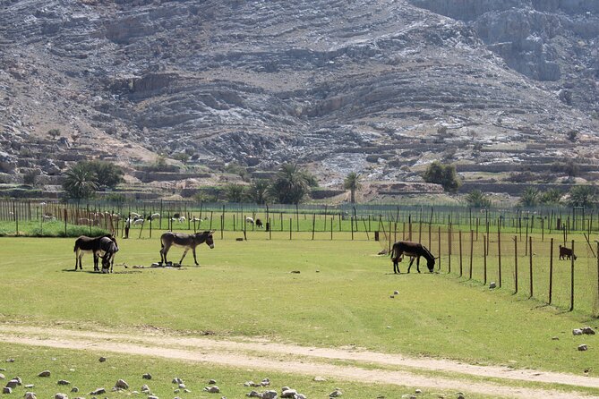 Mountain Safari in Jebel Harim - Climbing Jebel Harim from Khasab