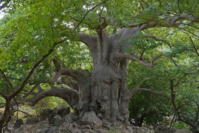 Mountain Tour - Darbat falls, Jebel Samhan, sinkholes, baobabs - Jebel Samhan: a high viewpoint over the Dhofar plain
