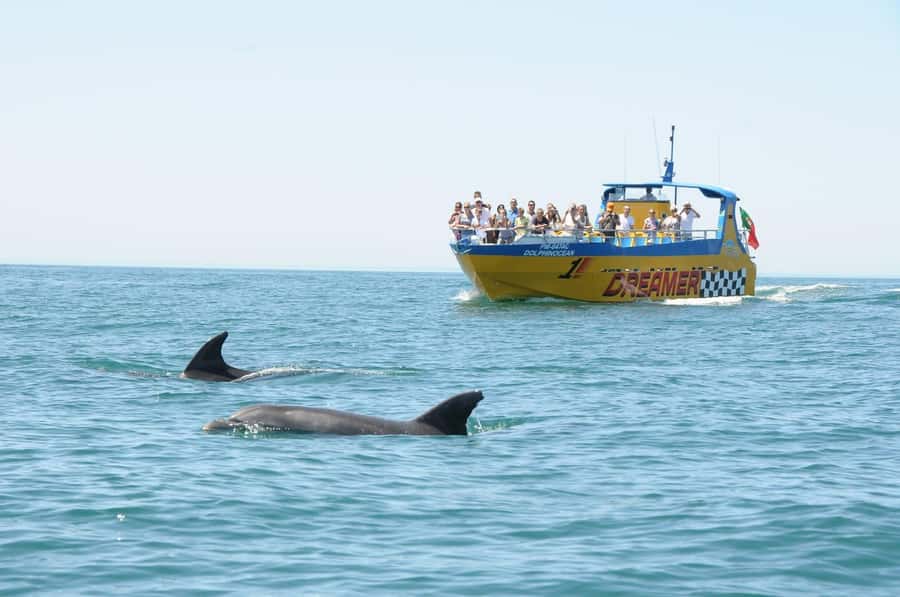 Muscat: 4-Hour Snorkeling Tour with Dolphin watching - My call: book it for wildlife and ease