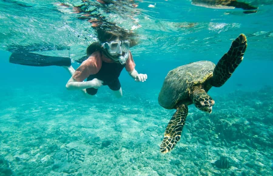 Muscat: 4-Hour Snorkeling Tour with Dolphin watching - What this Muscat boat trip is really about