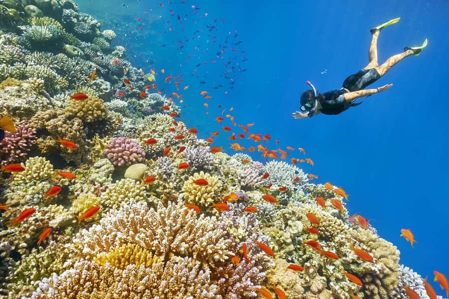 Muscat: 4-Hour Snorkeling Tour with Dolphin watching - Three hours for dolphins and snorkeling