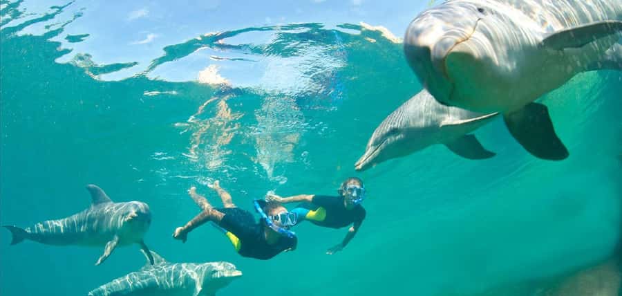 Muscat: 4-Hour Snorkeling Tour with Dolphin watching - Turtles, rays, and reef fish