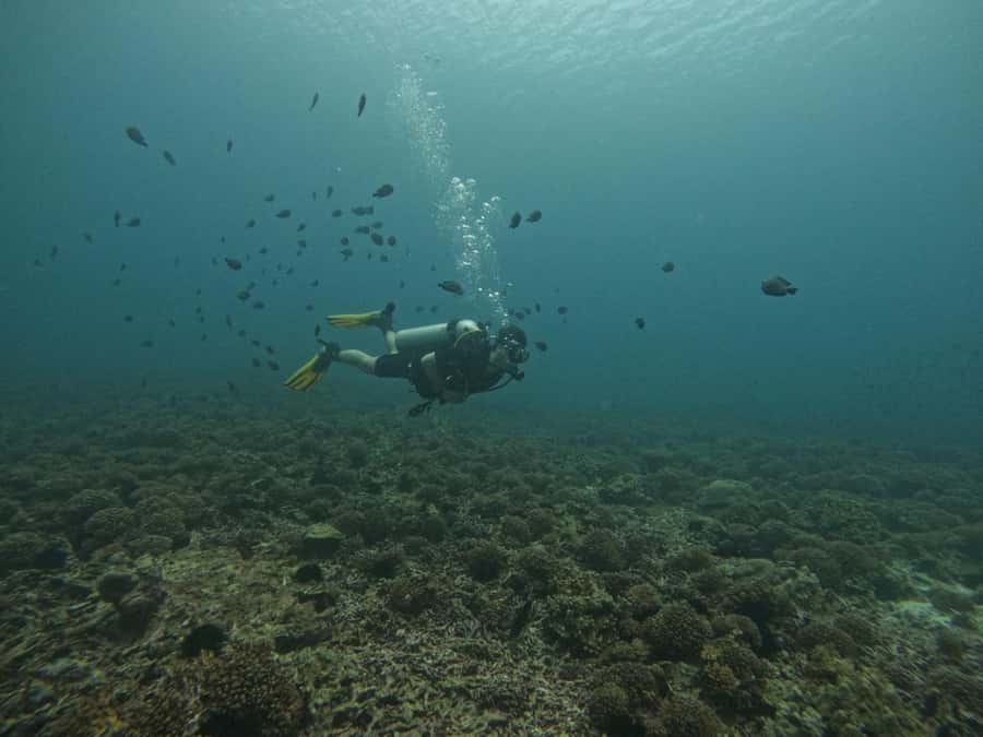 Muscat: Daymaniat Islands Scuba Diving for Beginners - Should you book the Daymaniat Islands session?