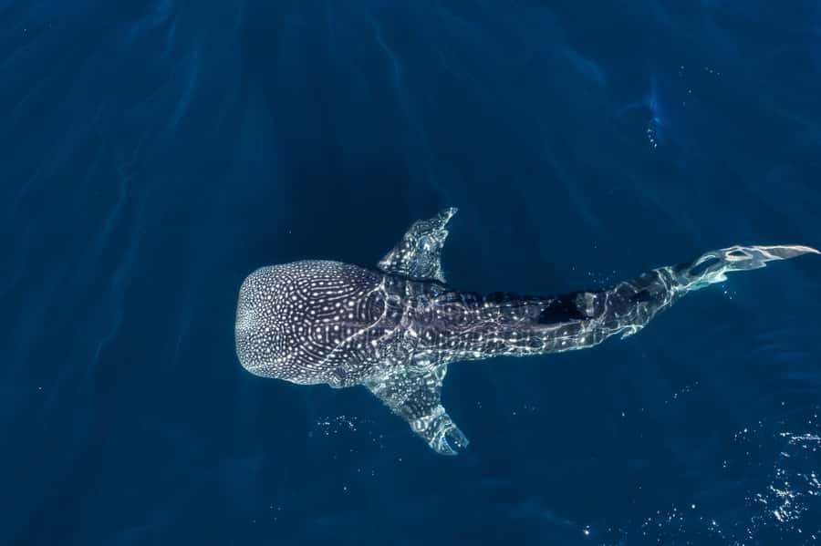 Muscat: Daymaniat Islands Snorkeling Tour with Refreshments - Key points to know before booking