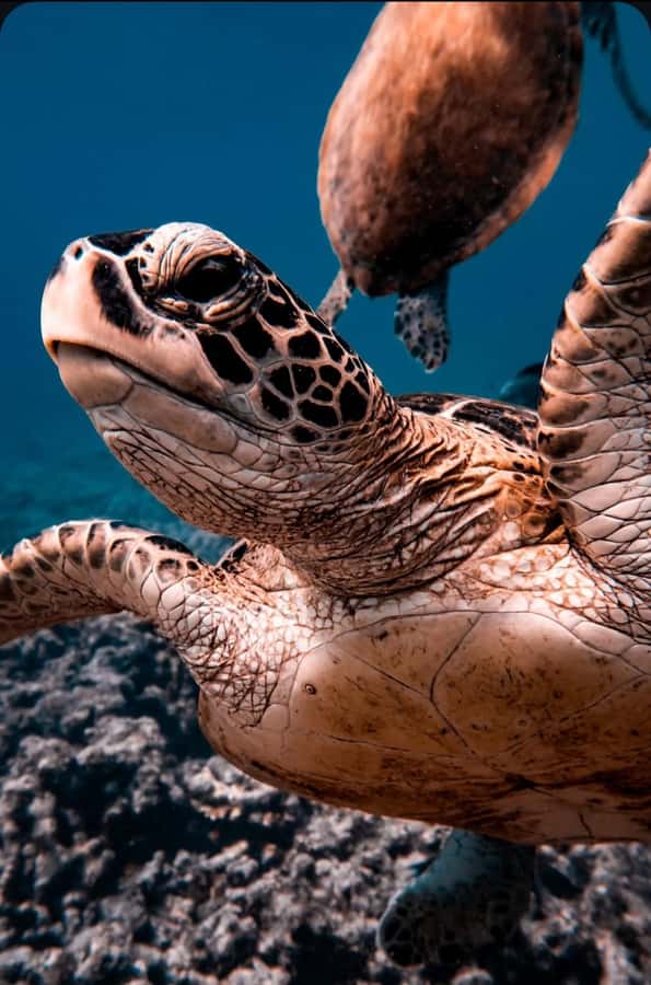 Muscat: Daymaniat Islands Snorkeling Tour with Refreshments - From Seeb Port to the Daymaniat Islands