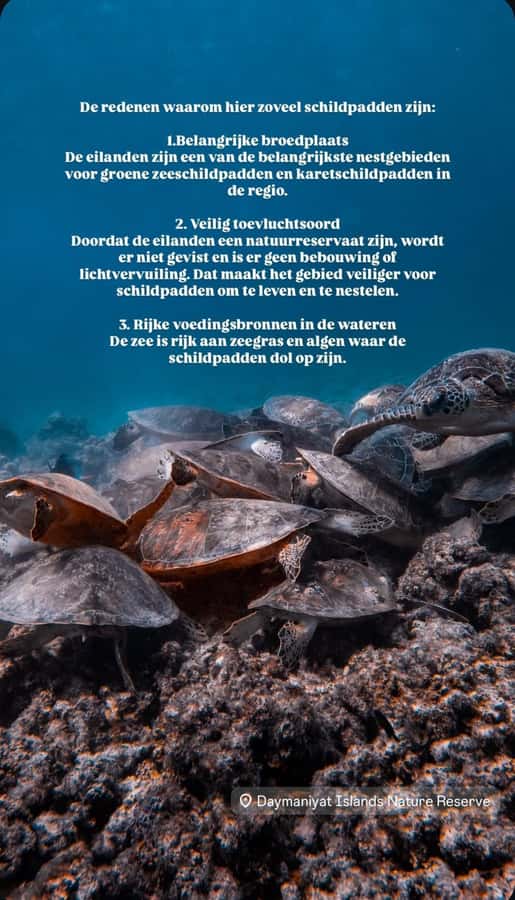 Muscat: Daymaniat Islands Snorkeling Tour with Refreshments - First snorkeling stop: turtles and shallow coral