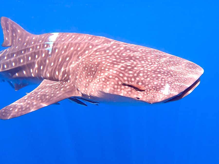 Muscat: Daymaniat Islands Snorkeling Tour with Refreshments - Food, equipment, and support on the boat