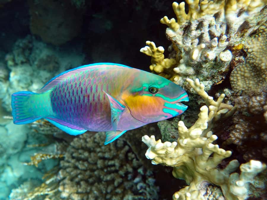 Muscat: Daymaniat Islands Snorkeling Tour with Refreshments - Who will enjoy this trip most?