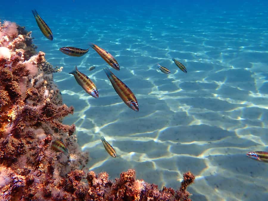 Muscat: Daymaniat Islands Snorkeling Tour with Refreshments - Timing, cancellation, and small practical details