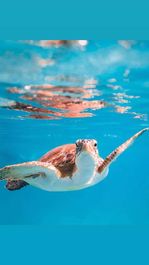 Muscat: Daymaniat Islands Snorkeling Trip with Brunch - Why Daymaniat Islands make a strong Muscat day trip