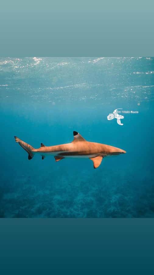 Muscat: Daymaniat Islands Snorkeling Trip with Brunch - Practical preparation for a smoother outing