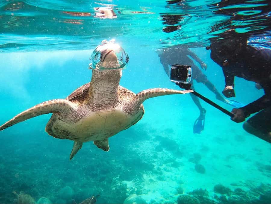 Muscat: Daymaniat Islands Snorkeling Trip with Brunch - How to watch turtles without harming them