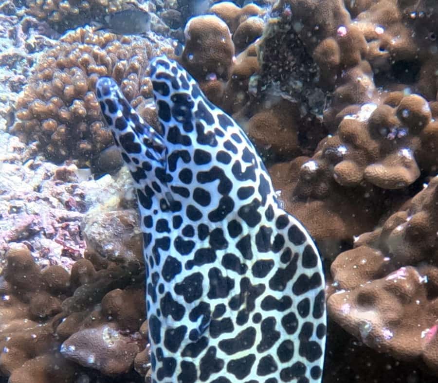 Muscat: Daymaniat Islands Try Scuba Diving - From Seeb Marina to the Daymaniat Islands