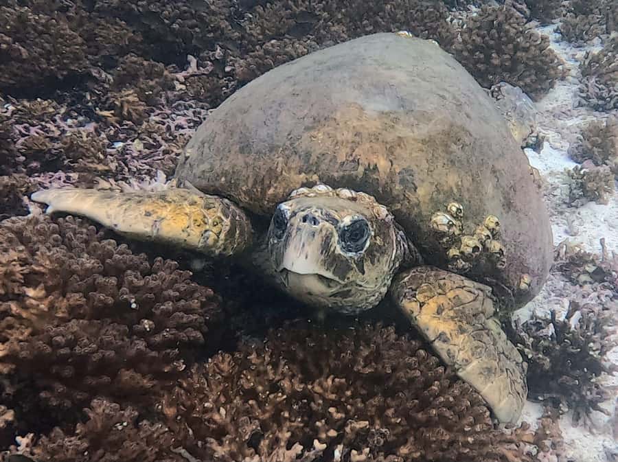 Muscat: Daymaniat Islands Try Scuba Diving - What the underwater sessions feel like