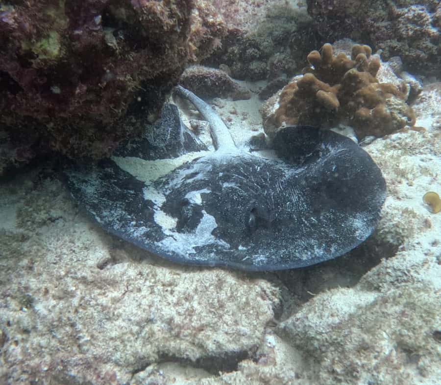 Muscat: Daymaniat Islands Try Scuba Diving - Food, drinks, and what to bring