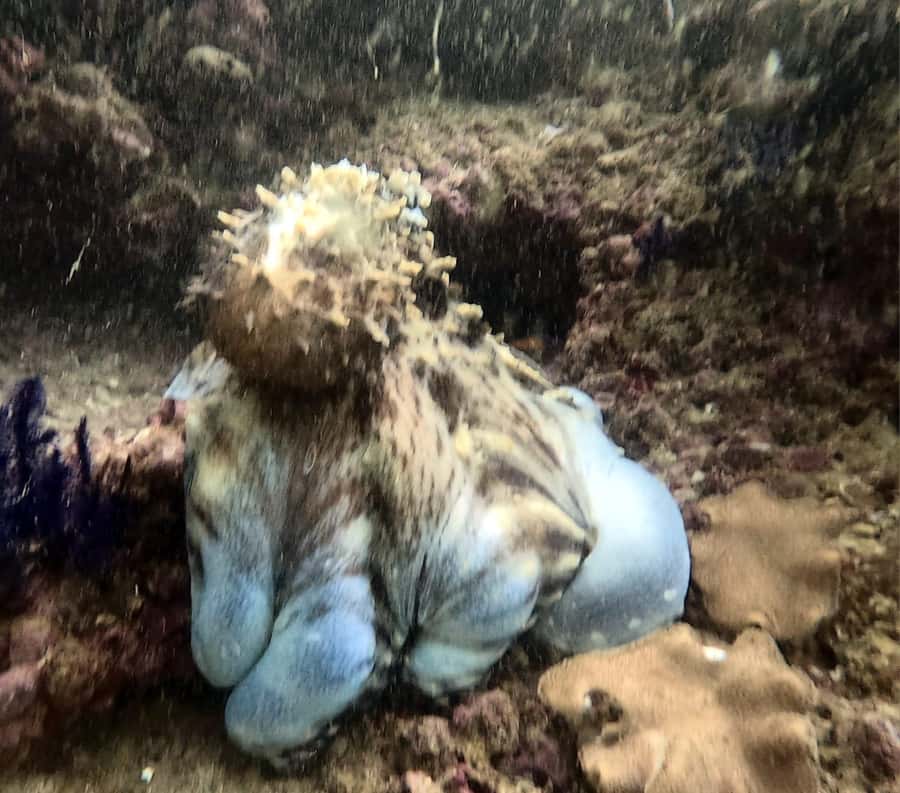 Muscat: Daymaniat Islands Try Scuba Diving - Booking details that matter