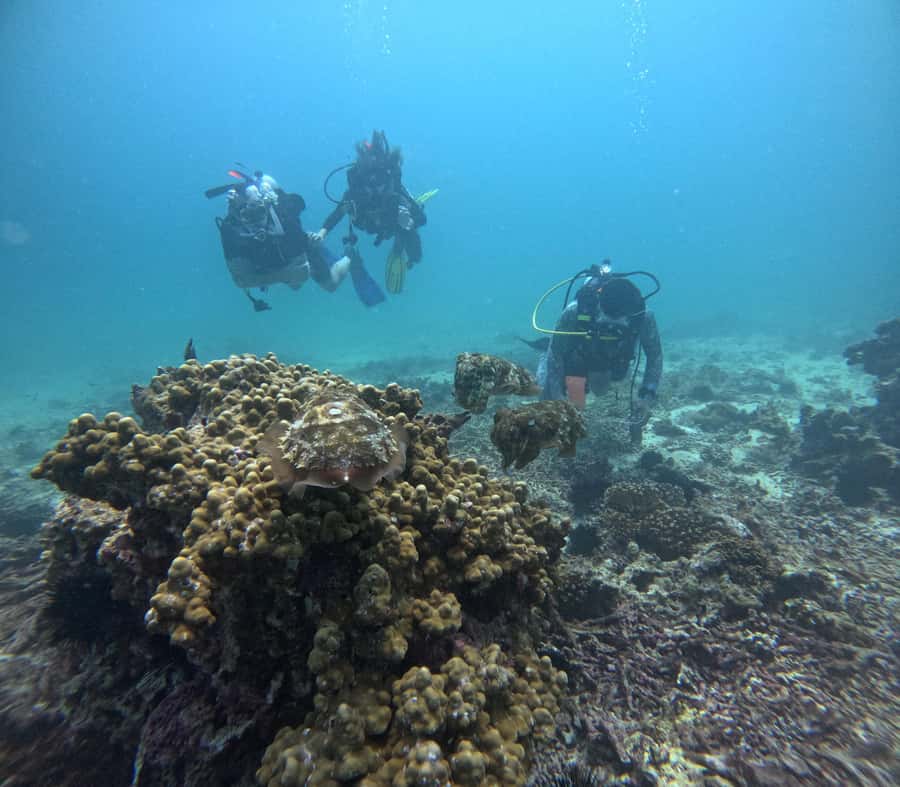 Muscat: Daymaniat Islands Try Scuba Diving - My verdict on the Daymaniat Islands trip