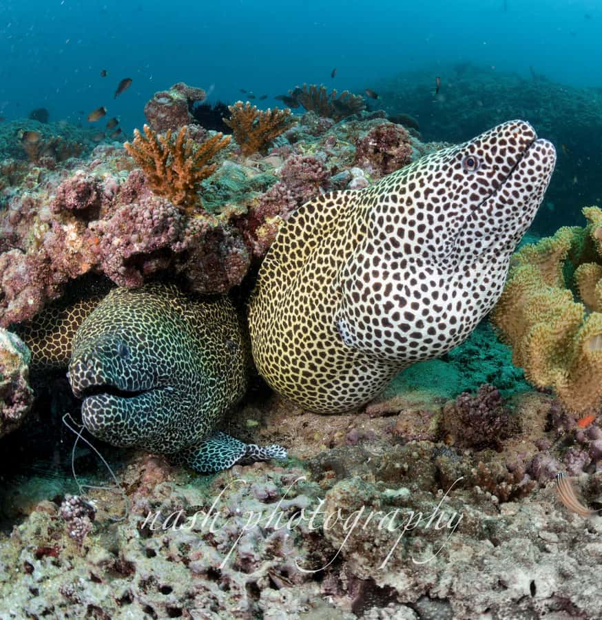Muscat: Daymaniyat Island Scuba Dive 2 locations + BBQ Lunch - The first 1.5-hour underwater session