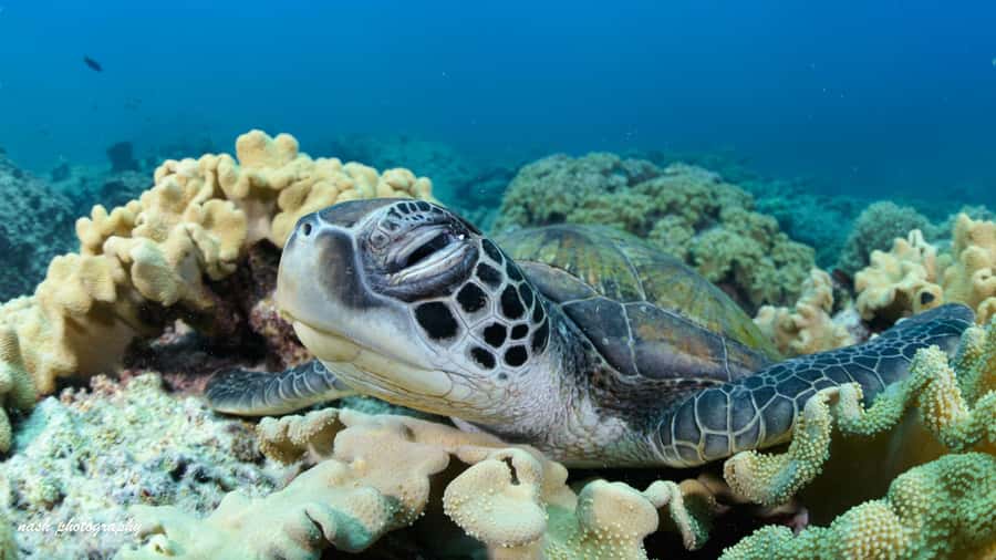Muscat: Daymaniyat Island Scuba Dive 2 locations + BBQ Lunch - Booking details worth keeping in mind