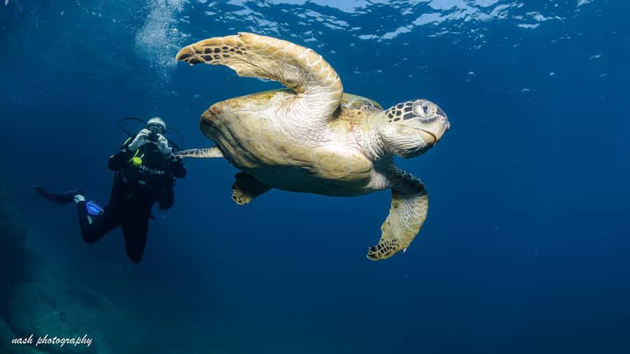 Muscat: Daymaniyat Island Scuba Dive 2 locations + BBQ Lunch - A 45-minute ride across the Gulf of Oman