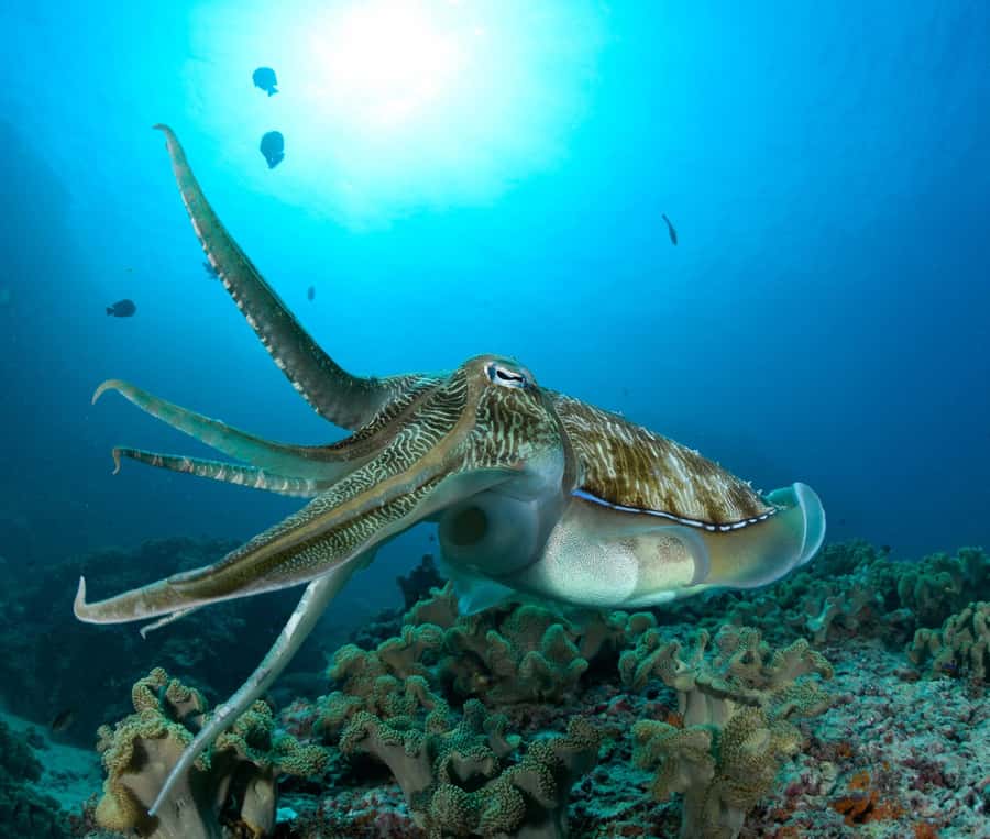 MUSCAT: Daymaniyat Island Snorkeling & Try-Dive + BBQ Lunch - Key points at a glance