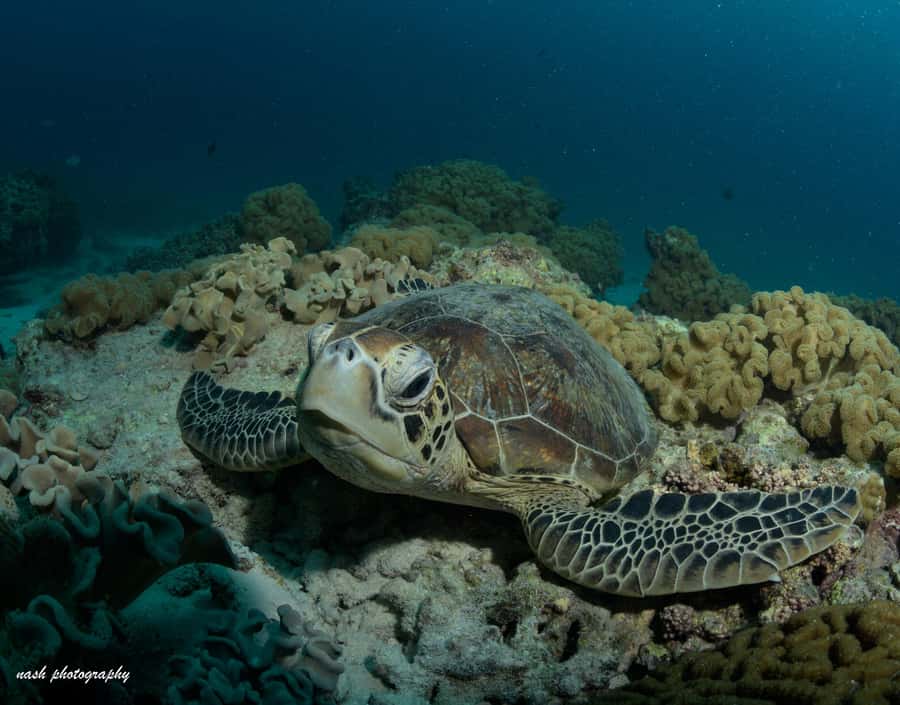 MUSCAT: Daymaniyat Island Snorkeling & Try-Dive + BBQ Lunch - Starting at Al Mouj Marina at 8:00 am