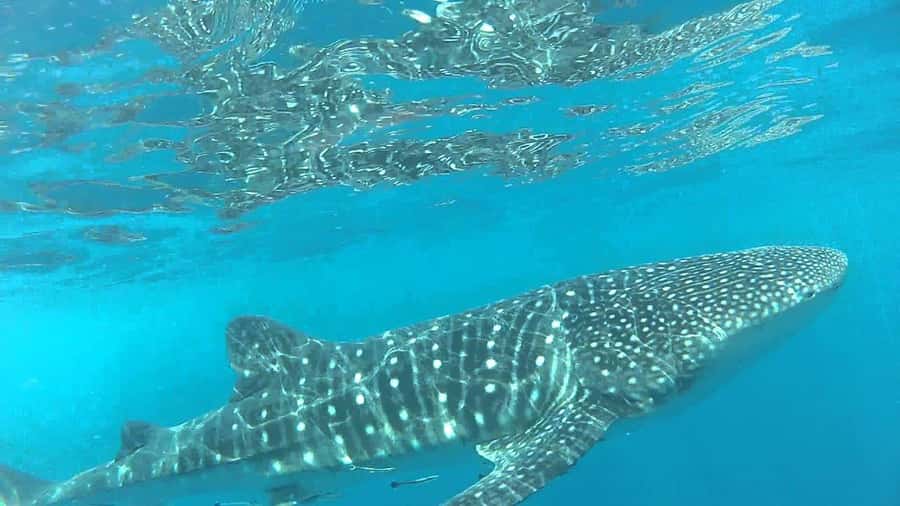 Muscat: Daymaniyat Island Snorkeling with Turtles Tour - Is $125 a fair price?