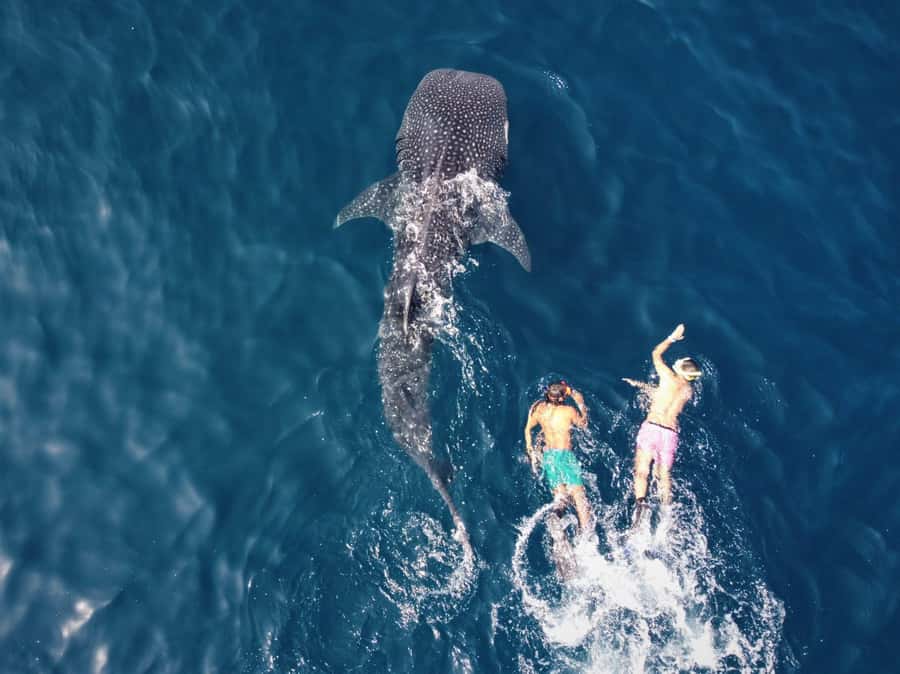 Muscat: Daymaniyat Island Snorkeling with Turtles Tour - Practical advice for a smoother day