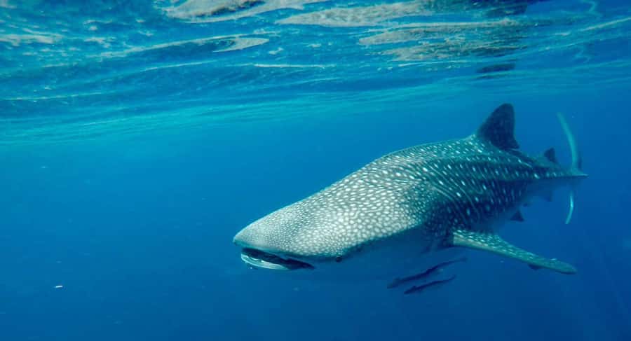 Muscat: Daymaniyat Islands Private Boat Tour with Snorkeling - Why the Daymaniyat Islands make a strong day trip from Muscat
